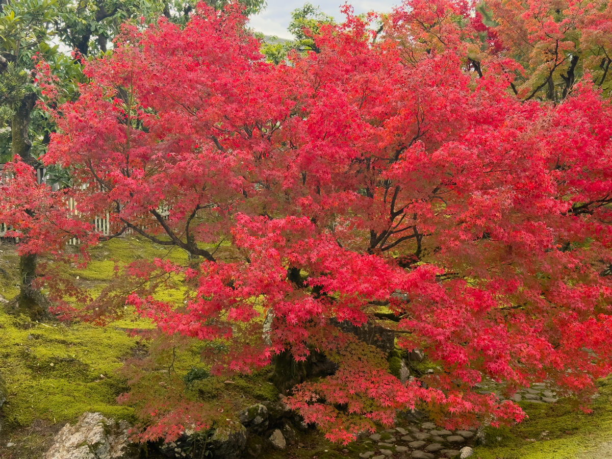 相国寺紅葉-5