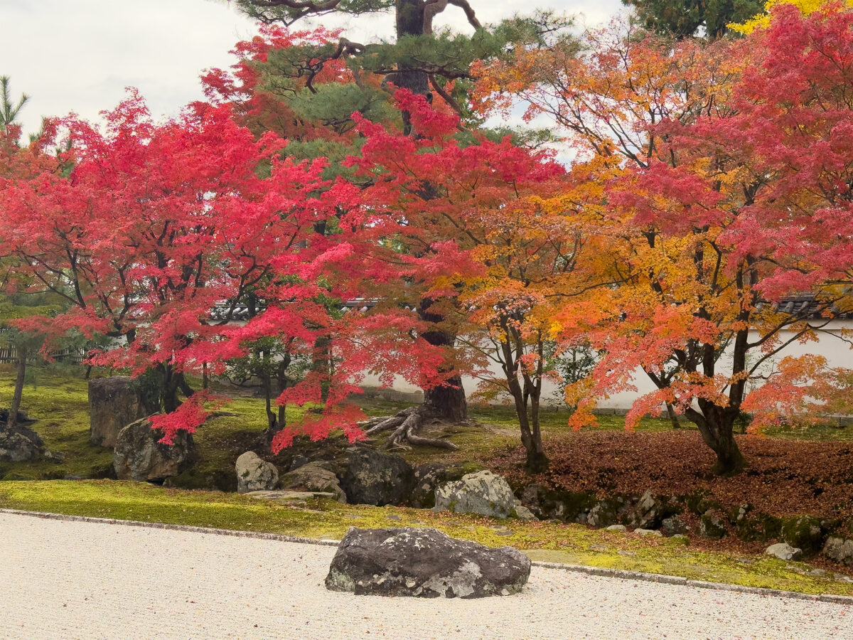 相国寺紅葉-7