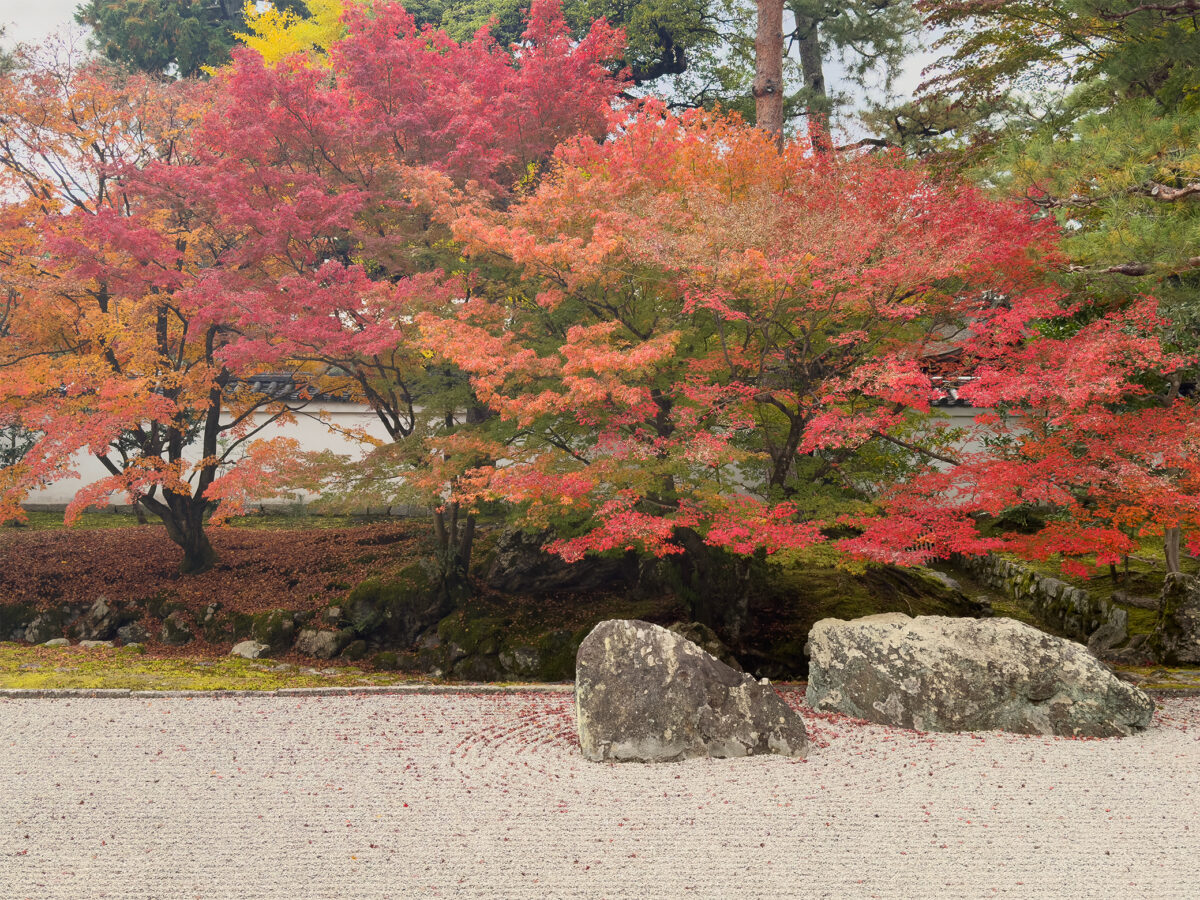 相国寺紅葉-8
