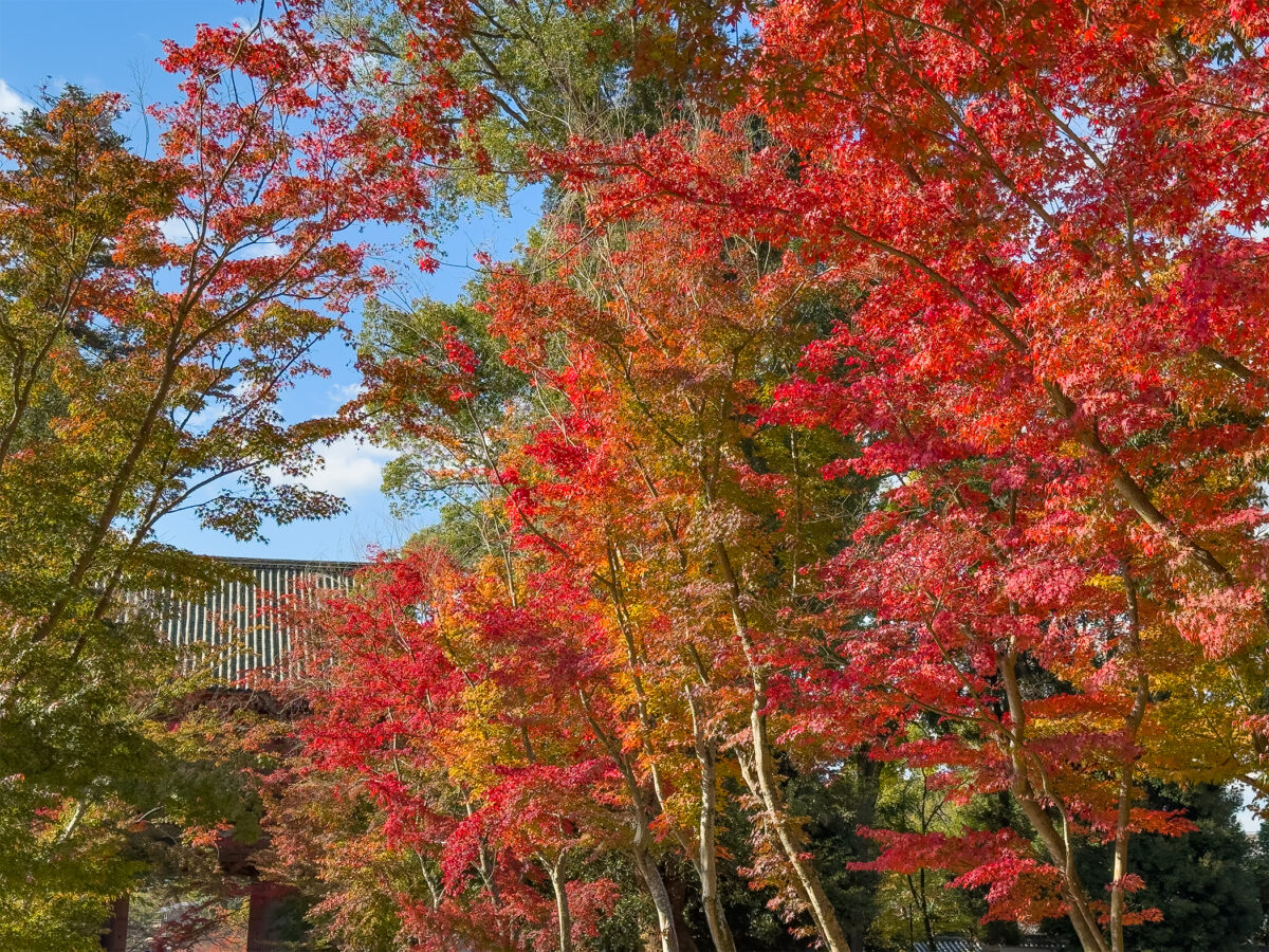 醍醐寺紅葉-14