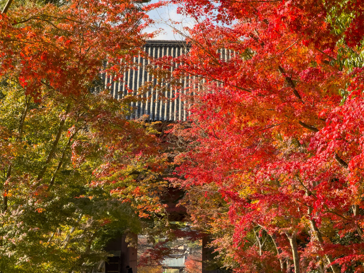 醍醐寺紅葉-15