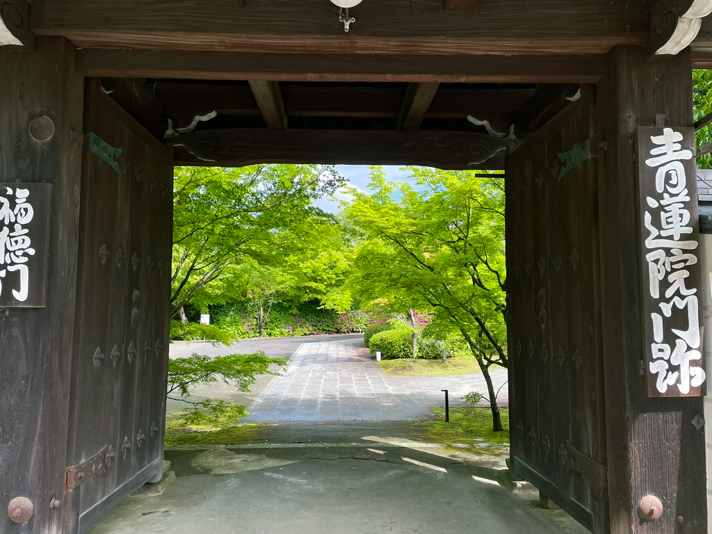 将軍塚青紅葉240425-14