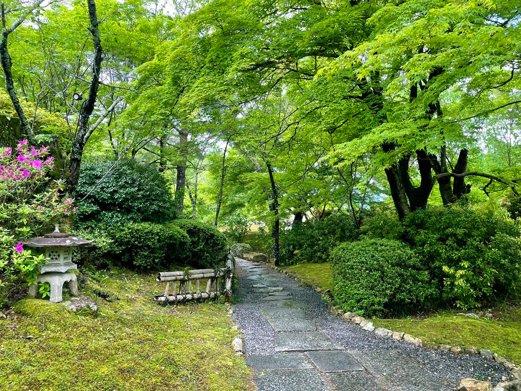 将軍塚青紅葉240425-2