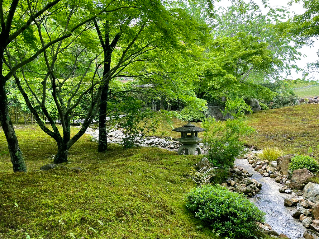 将軍塚青紅葉240425-3