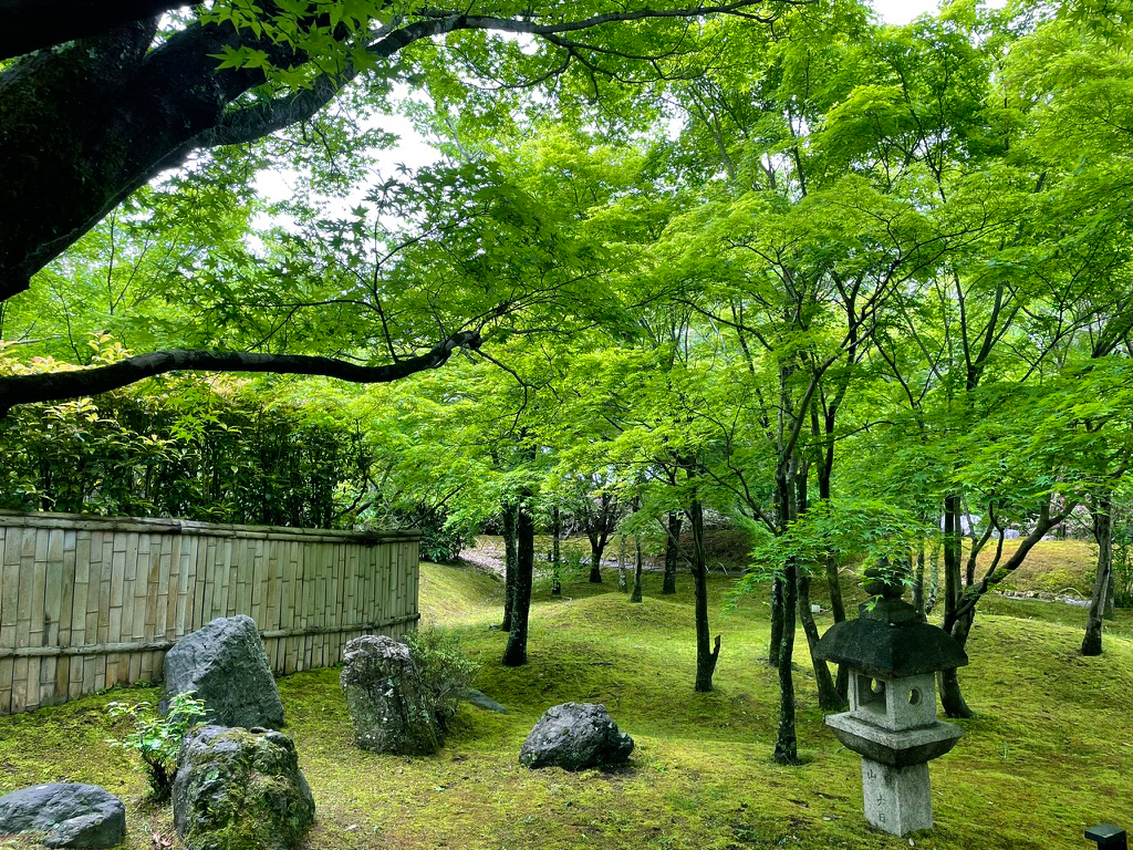 将軍塚青紅葉240425-4