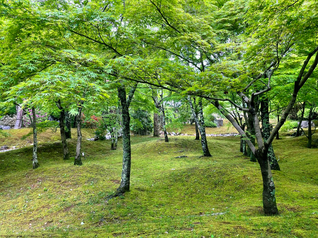 将軍塚青紅葉240425-5