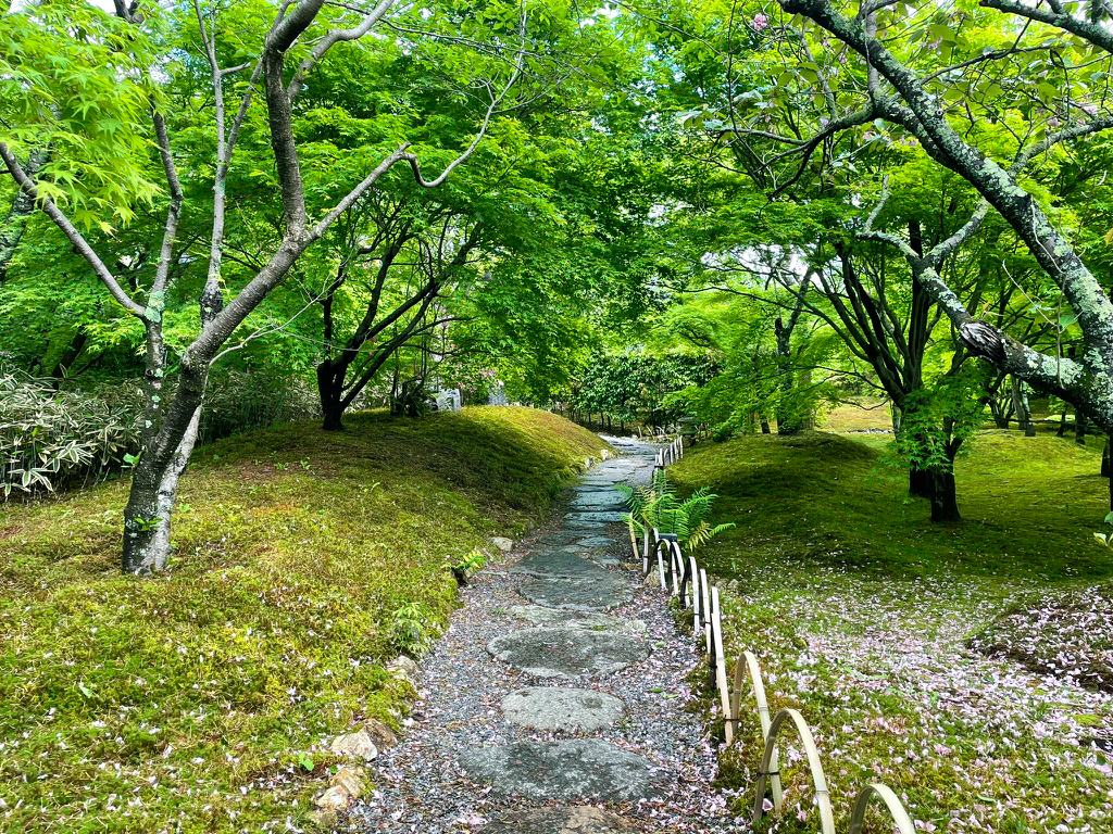 将軍塚青紅葉240425-6