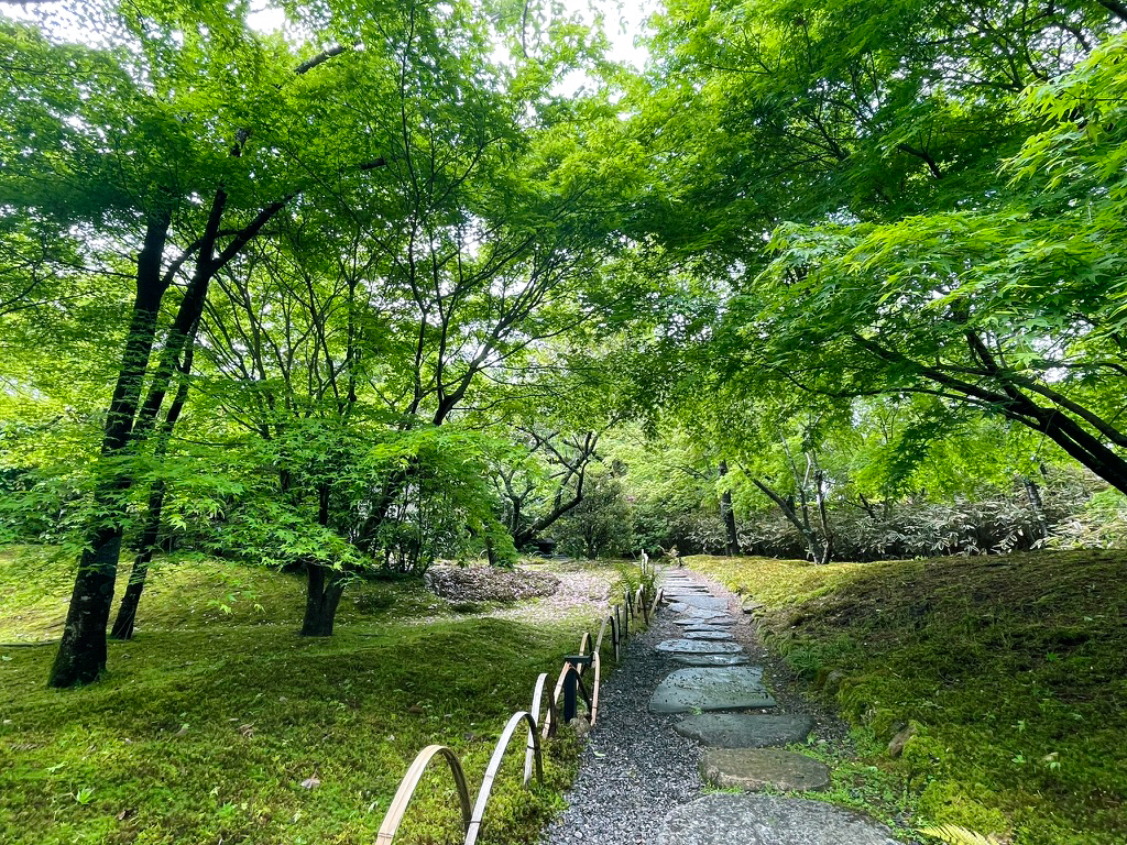 将軍塚青紅葉240425-7