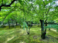 将軍塚青紅葉240425-8