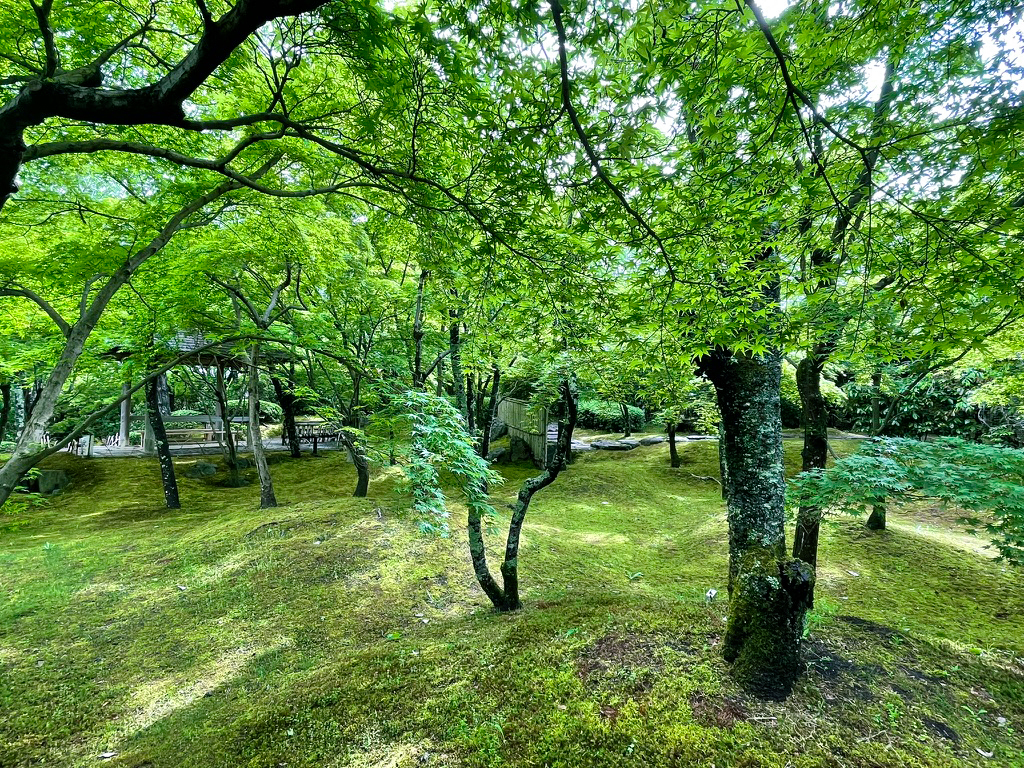 将軍塚青紅葉240425-8