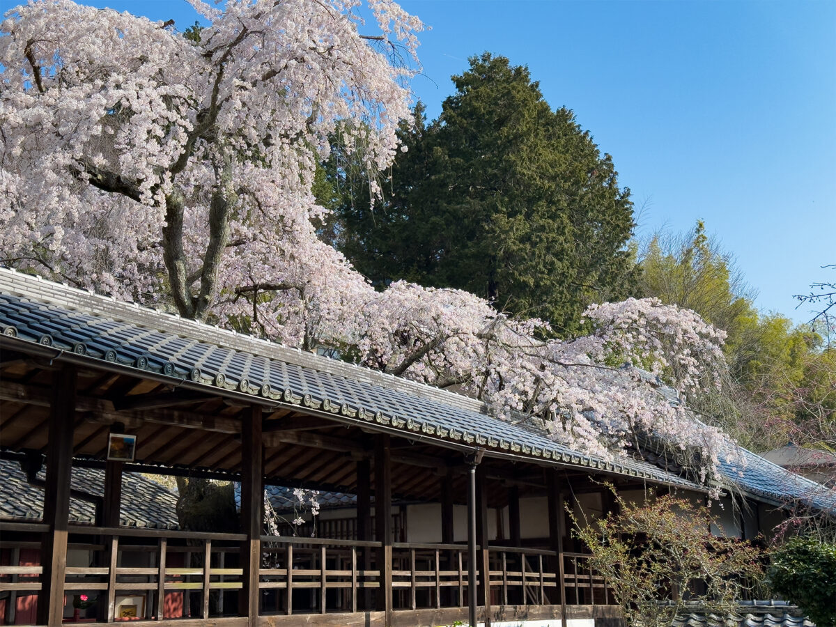 十輪寺桜260238-10