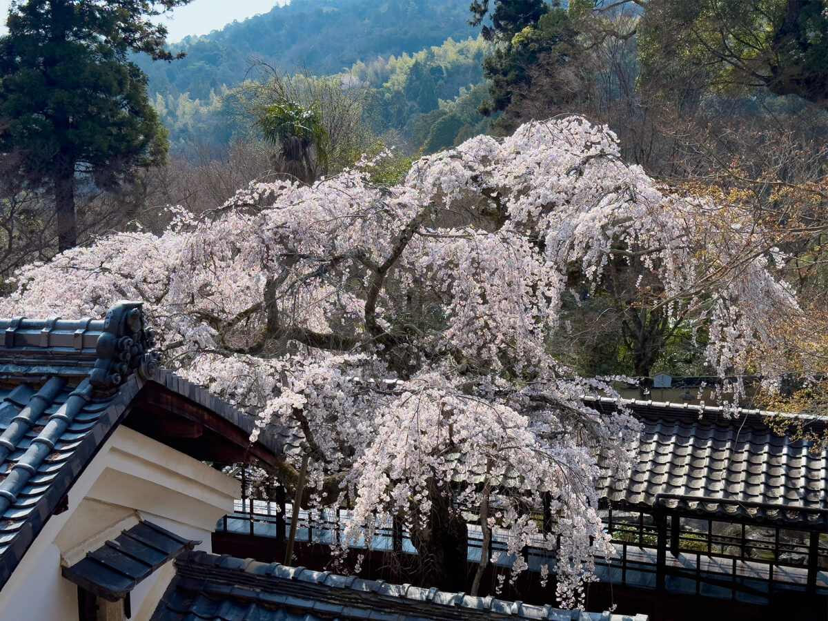 十輪寺桜260238-11