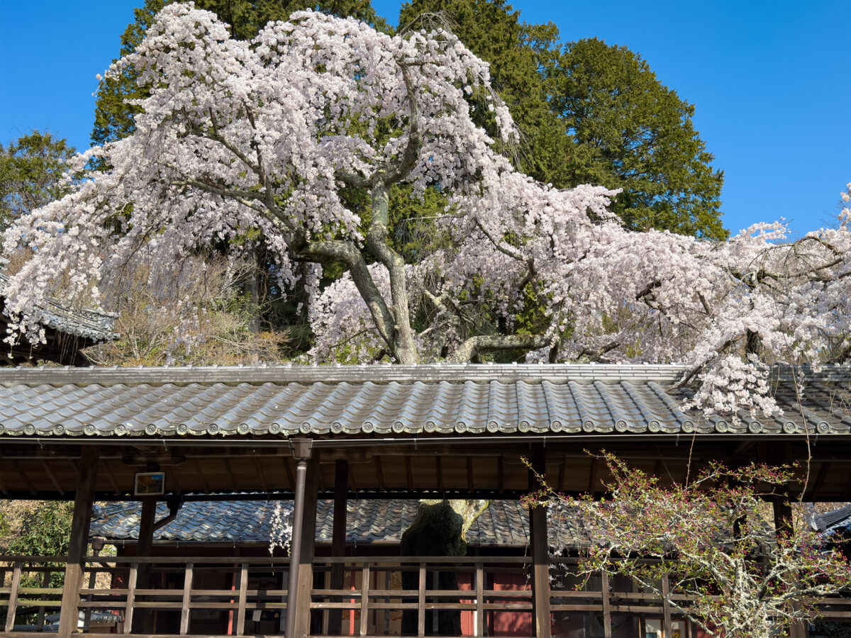 十輪寺桜260238-12
