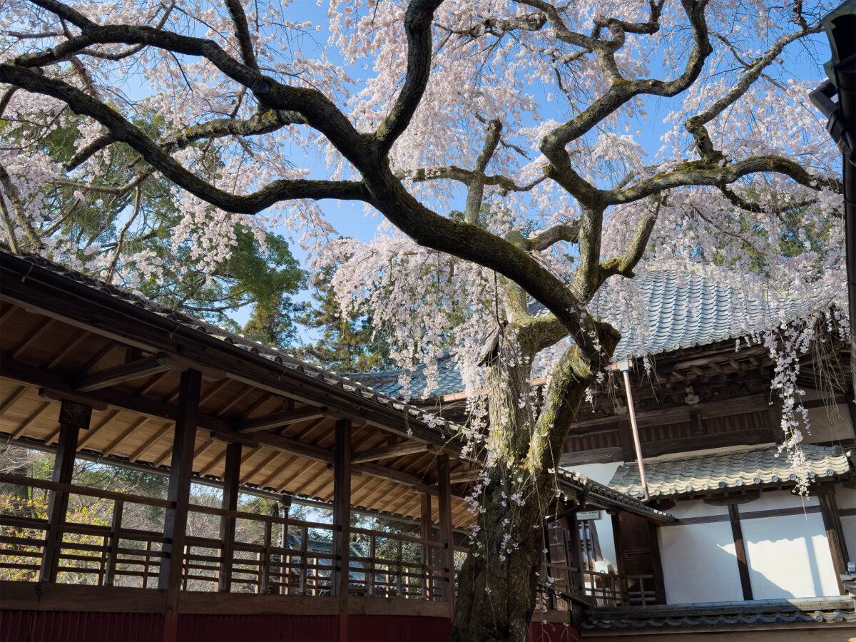 十輪寺桜260238-5