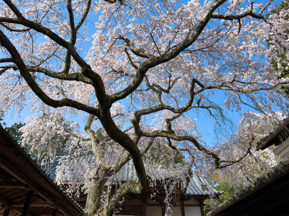 十輪寺桜260238-6