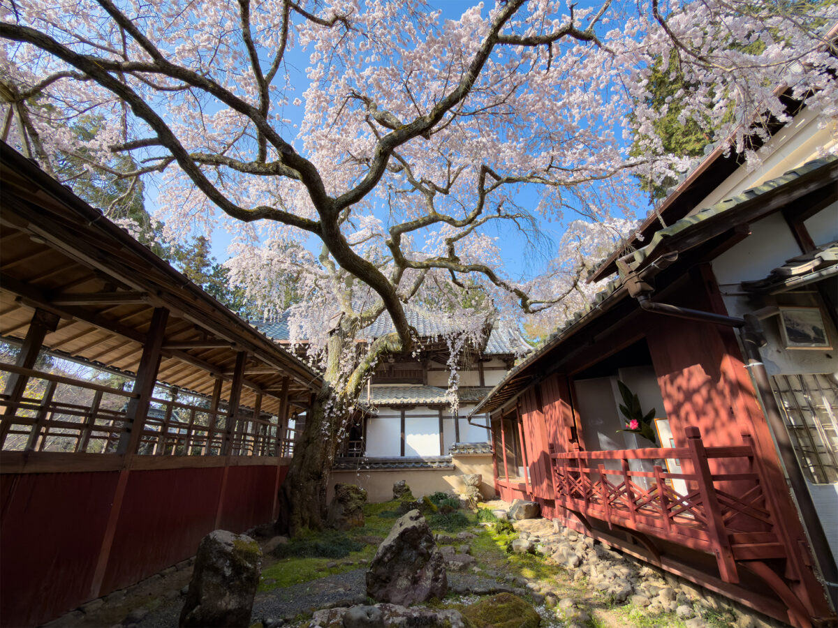 十輪寺桜260238-9