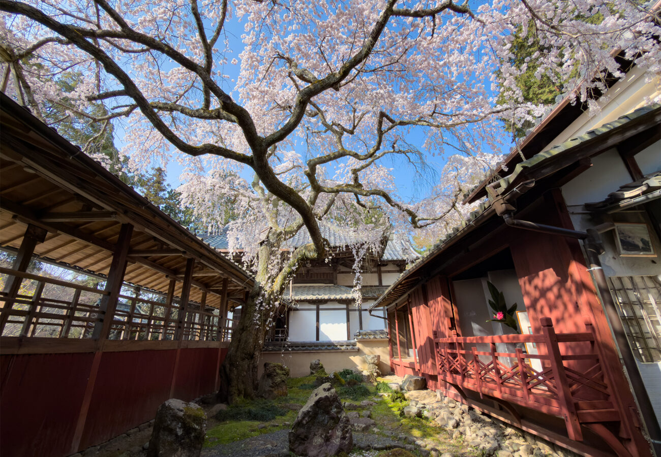 十輪寺桜260238-9
