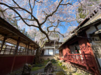 十輪寺桜260238-9