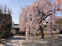 法敬寺桜260327-1
