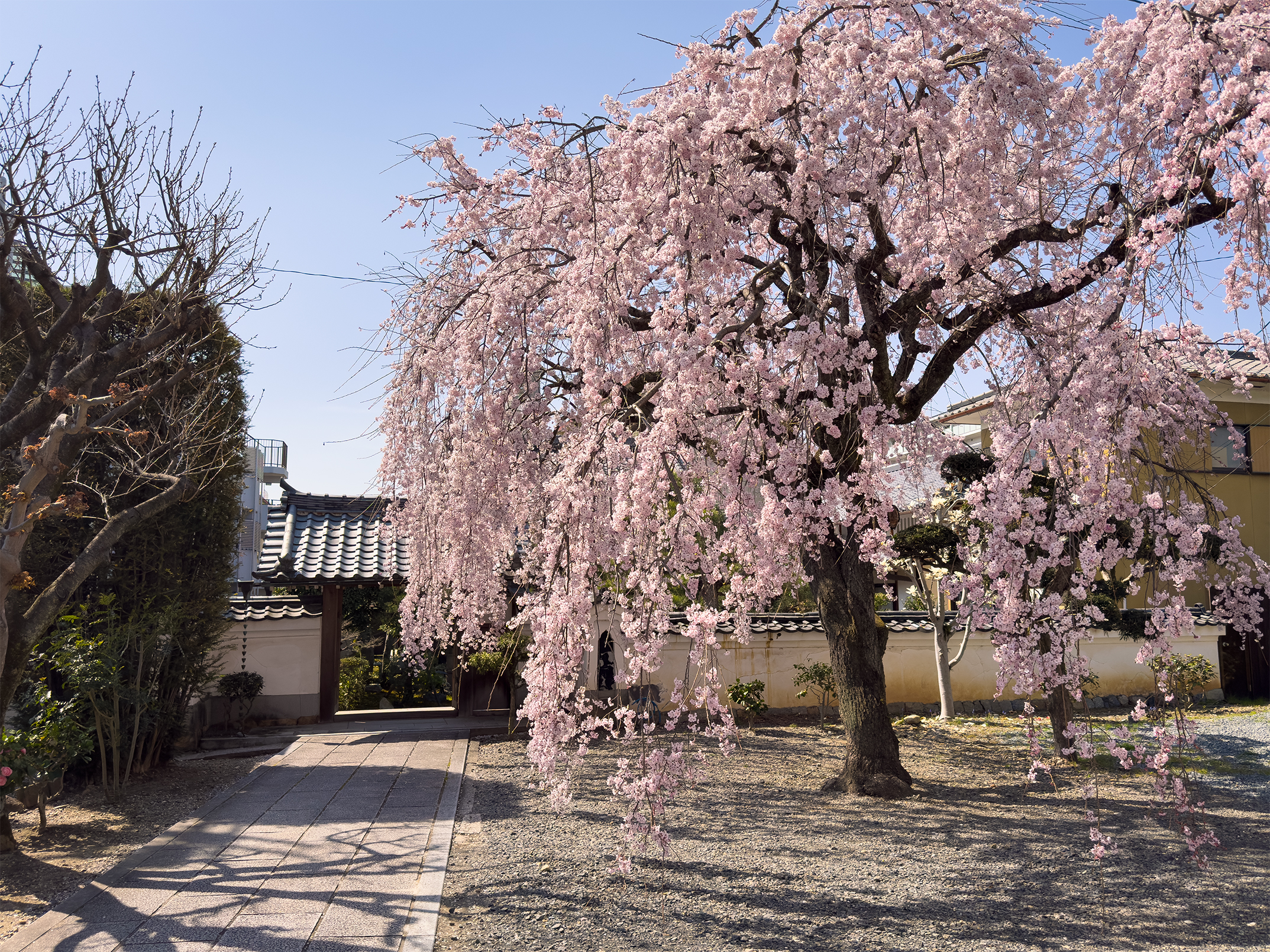 法敬寺桜260327-1