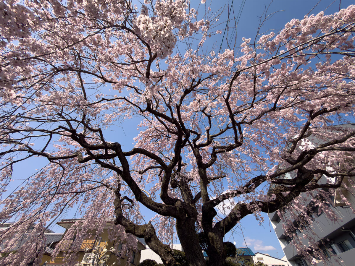 法敬寺桜260327-2