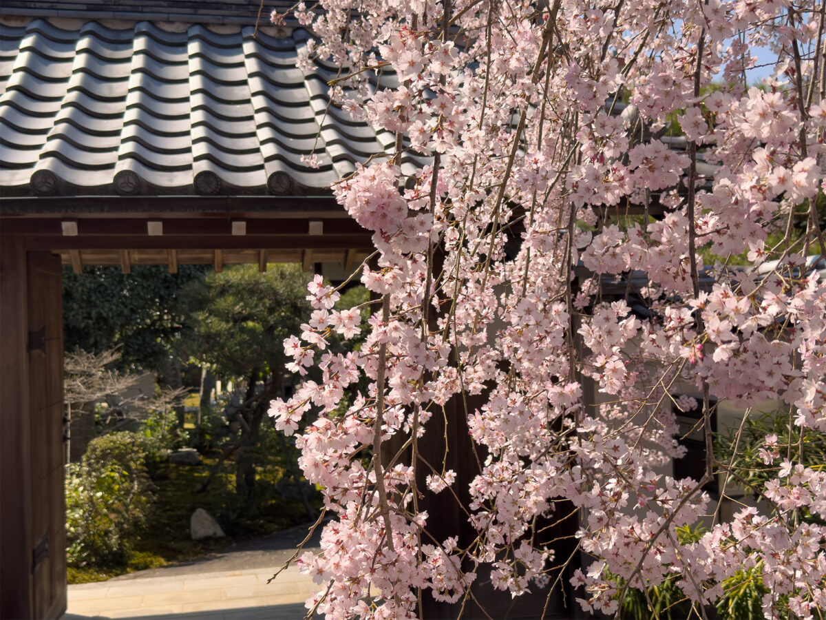 法敬寺桜260327-3