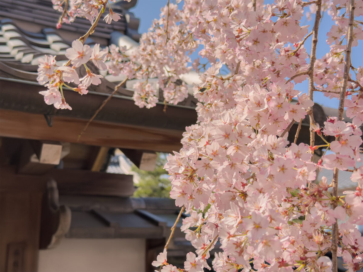 法敬寺桜260327-4