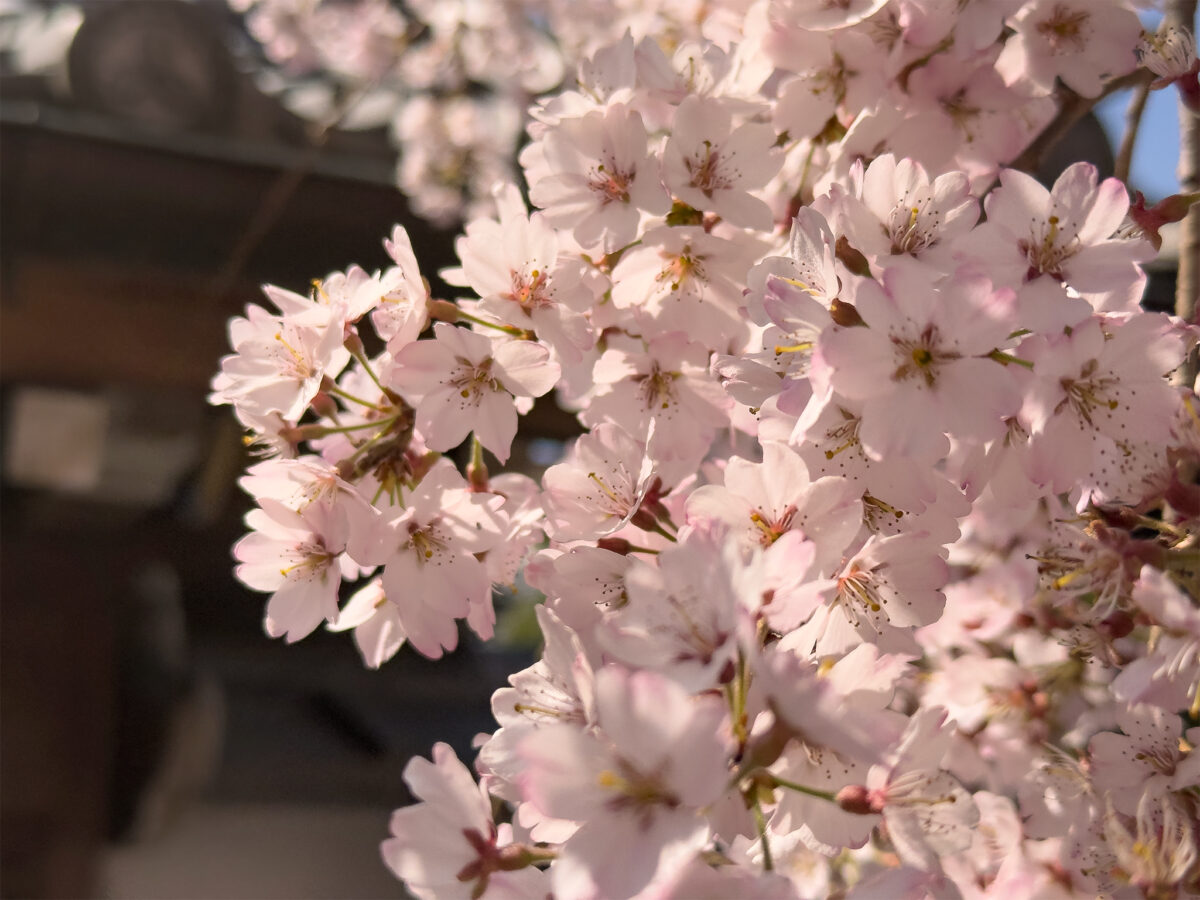 法敬寺桜260327-5