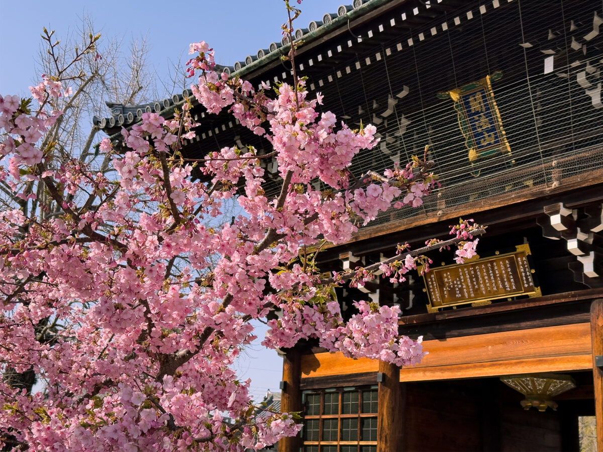 頂妙寺桜260305-1