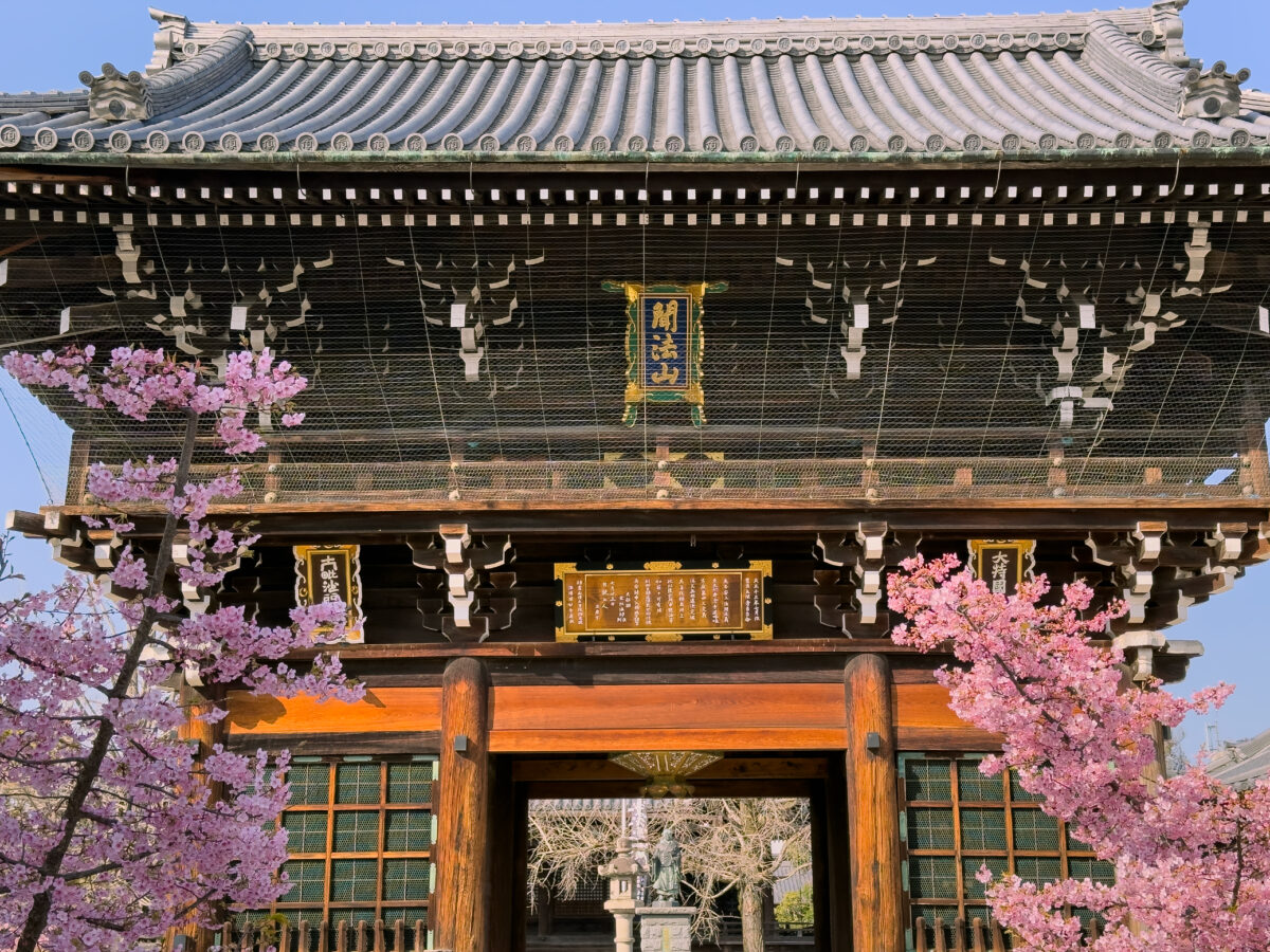 頂妙寺桜260305-5