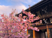 頂妙寺桜260307-3