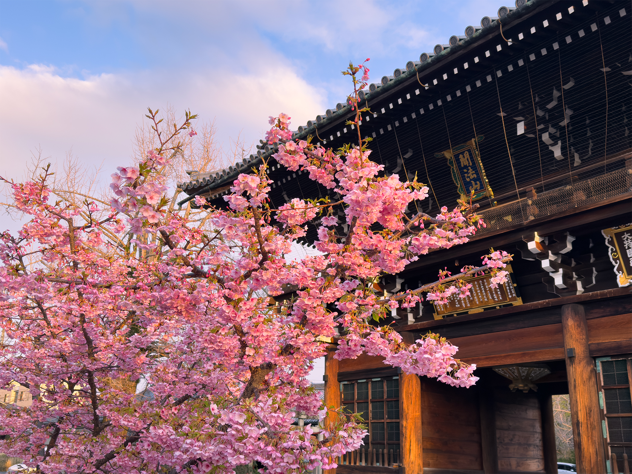 頂妙寺桜260307-3