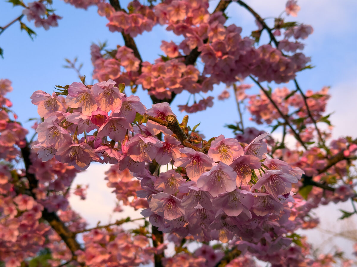 頂妙寺桜260307-5