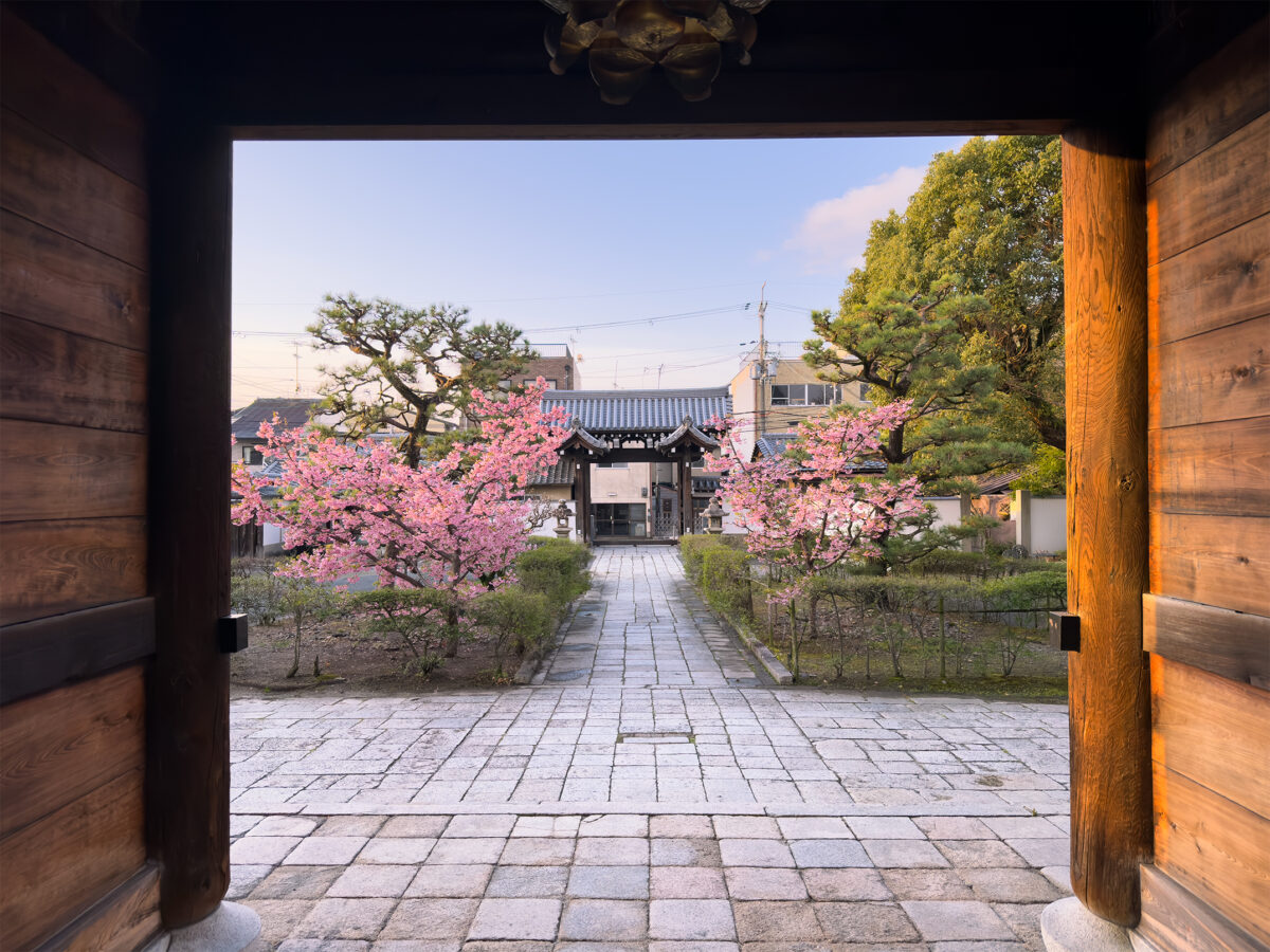 頂妙寺桜260307-6
