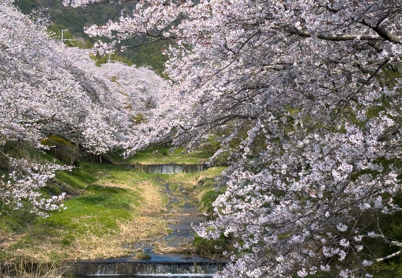 玉川桜260403-6
