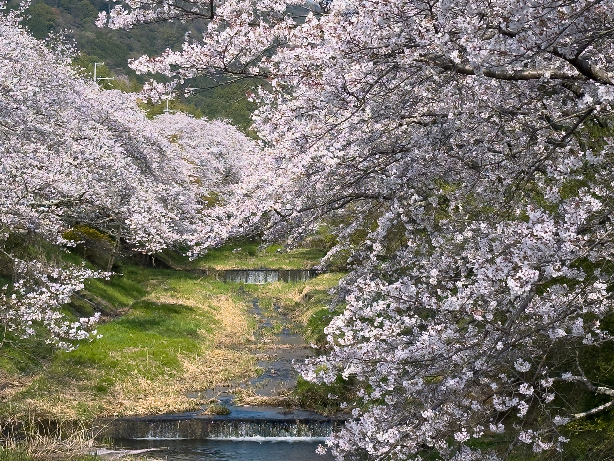 玉川桜260403-6