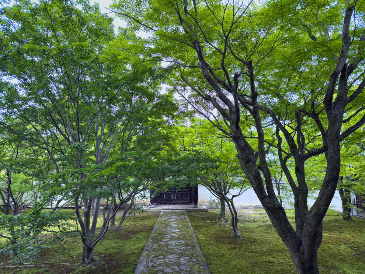 妙覚寺青紅葉260503-10