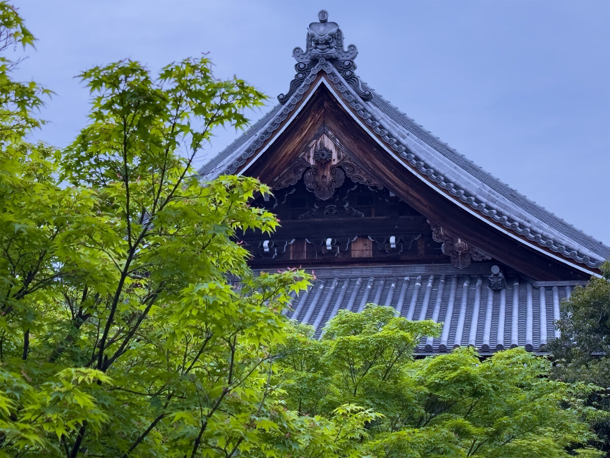 妙覚寺青紅葉260503-12