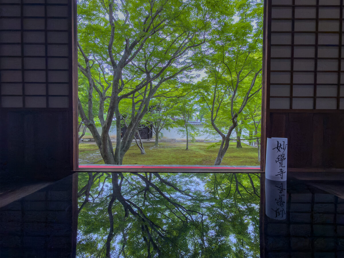 妙覚寺青紅葉260503-3