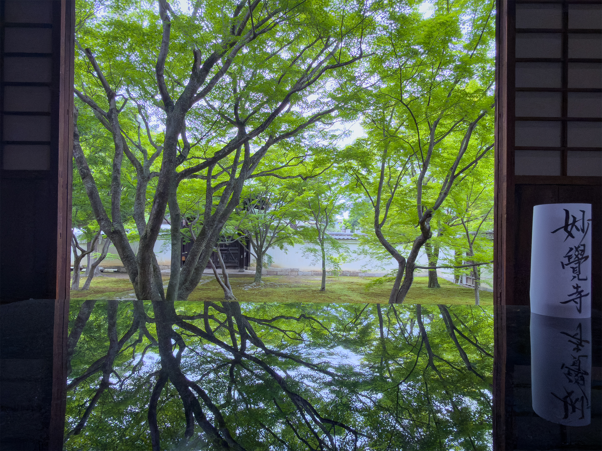 妙覚寺青紅葉260503-5