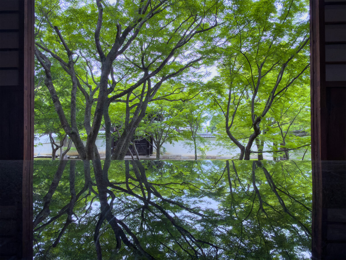 妙覚寺青紅葉260503-6