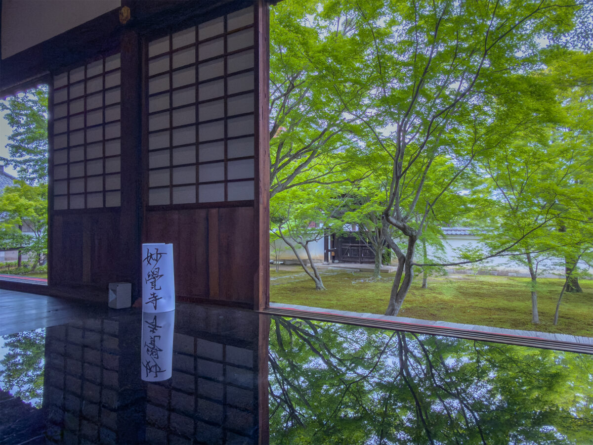 妙覚寺青紅葉260503-7