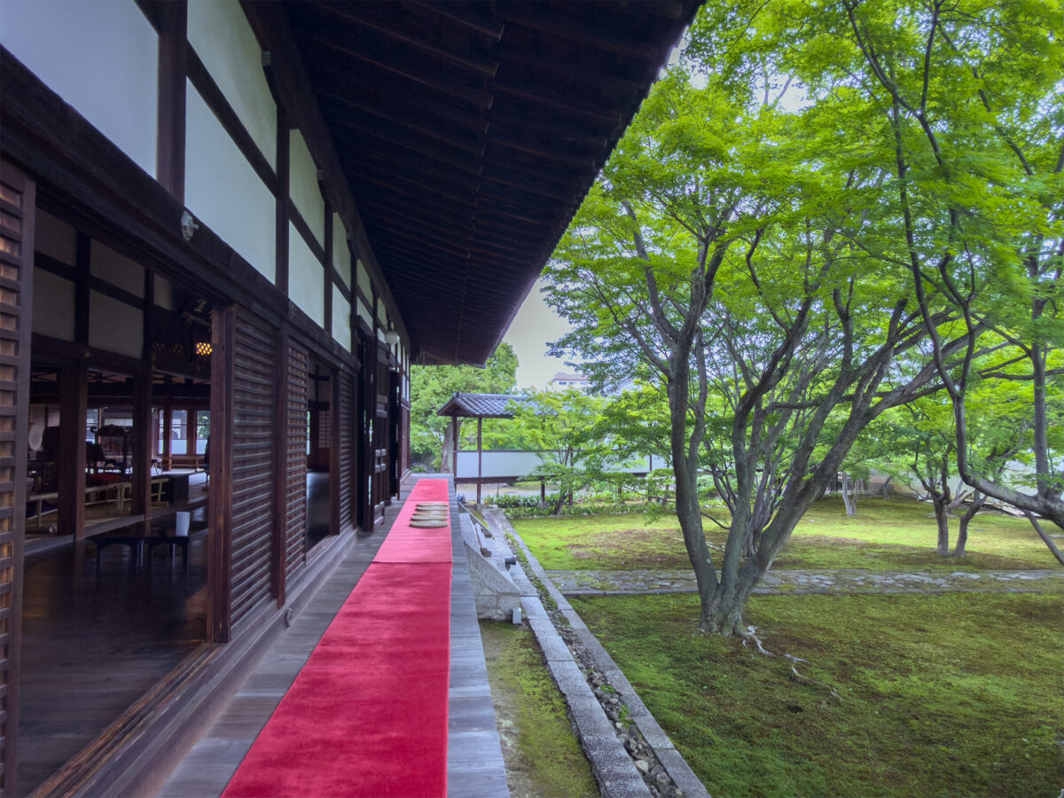 妙覚寺青紅葉260503-9jpg