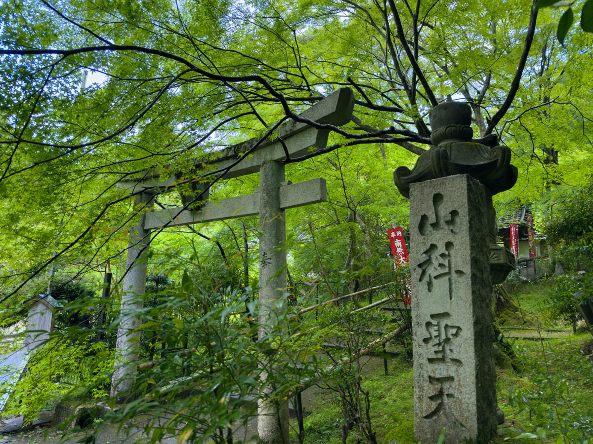 山科聖天青紅葉260502-2