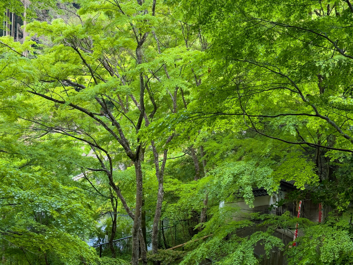 山科聖天青紅葉260502-4