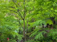 山科聖天青紅葉260502-5