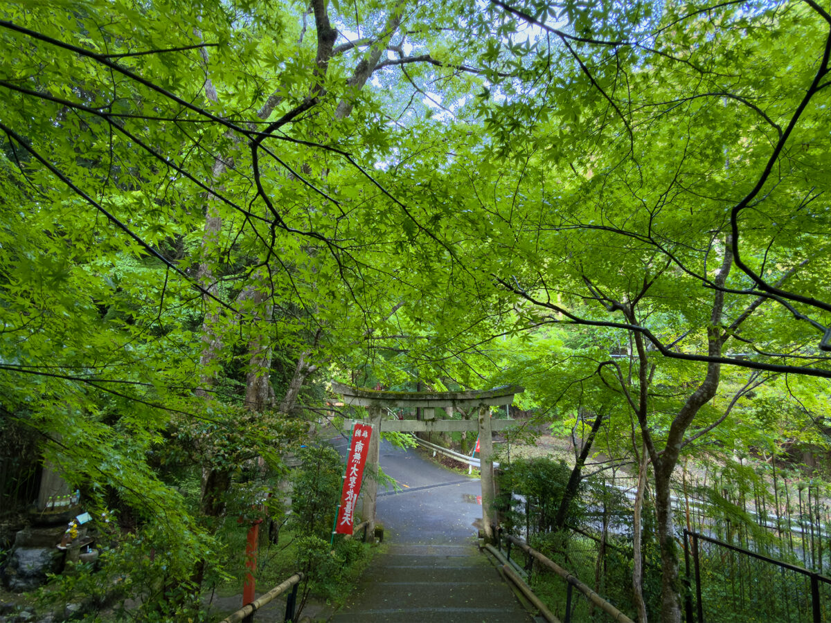 山科聖天青紅葉260502-7