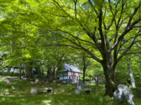 岩屋寺青紅葉260502-1