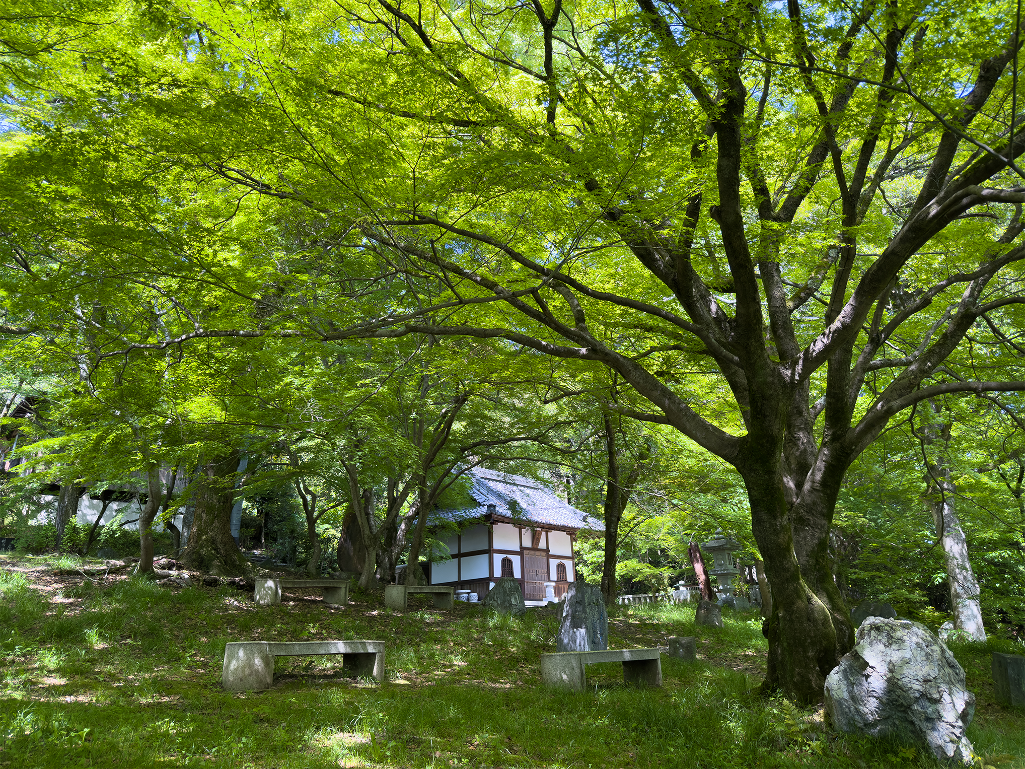 岩屋寺青紅葉260502-1