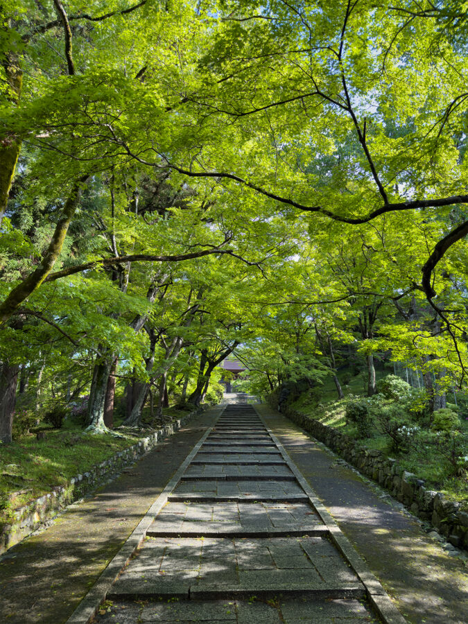 毘沙門堂青紅葉260502-1